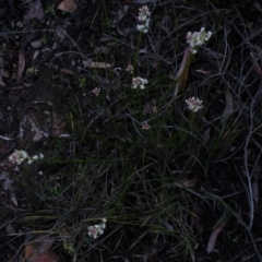 Stackhousia monogyna at Acton, ACT - 4 Oct 2016