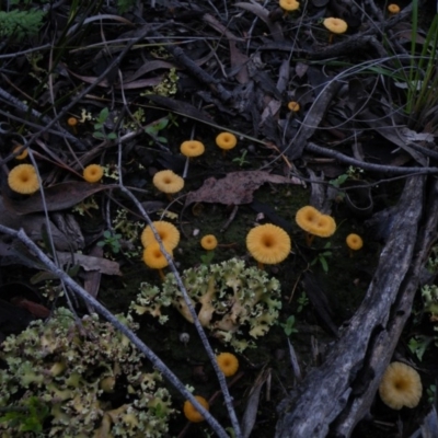 Lichenomphalia chromacea (Yellow Navel) at Acton, ACT - 4 Oct 2016 by Ryl