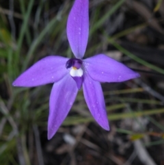 Glossodia major (Wax Lip Orchid) at Acton, ACT - 3 Oct 2016 by Ryl