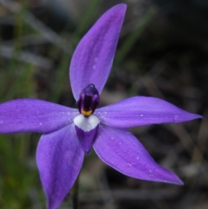 Glossodia major at Acton, ACT - 4 Oct 2016