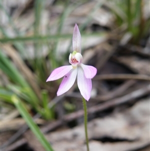 Caladenia carnea at Point 5808 - suppressed