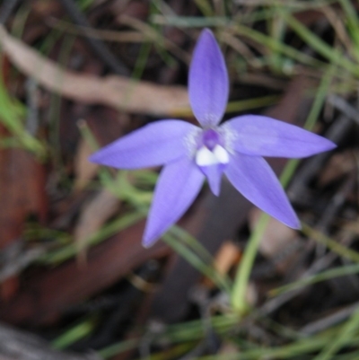 Glossodia major (Wax Lip Orchid) at Point 5808 - 4 Oct 2016 by Ryl