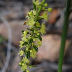 Phyllanthus occidentalis (Thyme Spurge) at Point 5808 - 1 Jan 2016 by Ryl