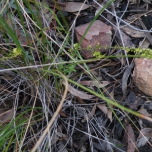 Phyllanthus occidentalis at Point 5808 - 1 Jan 2016 12:28 AM