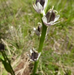 Wurmbea dioica subsp. dioica (Early Nancy) at Molonglo Valley, ACT - 22 Sep 2016 by AndyRussell