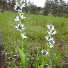 Wurmbea dioica subsp. dioica at Molonglo Valley, ACT - 22 Sep 2016 09:35 AM