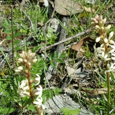 Stackhousia monogyna (Creamy Candles) at Mount Mugga Mugga - 4 Oct 2016 by Mike