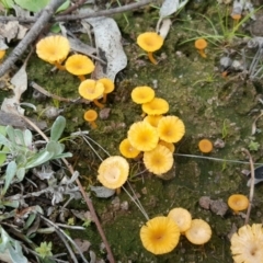 Lichenomphalia chromacea (Yellow Navel) at O'Malley, ACT - 4 Oct 2016 by Mike