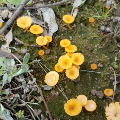 Lichenomphalia chromacea (Yellow Navel) at Mount Mugga Mugga - 4 Oct 2016 by Mike