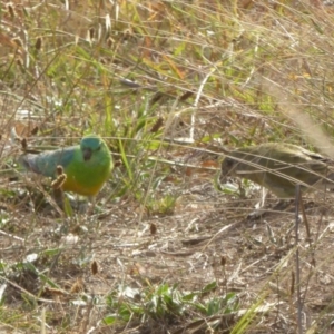 Psephotus haematonotus at Molonglo Valley, ACT - 21 Apr 2016