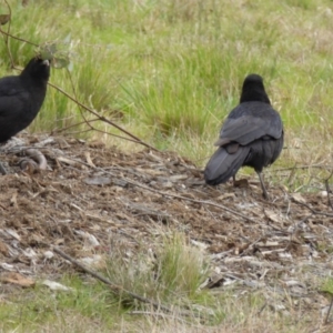 Corcorax melanorhamphos at Molonglo Valley, ACT - 30 Jul 2016