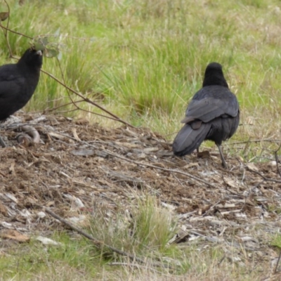 Corcorax melanorhamphos (White-winged Chough) at Sth Tablelands Ecosystem Park - 30 Jul 2016 by AndyRussell