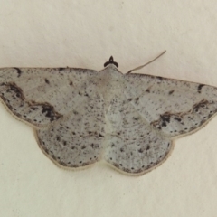 Taxeotis intextata (Looper Moth, Grey Taxeotis) at Conder, ACT - 13 Nov 2015 by MichaelBedingfield