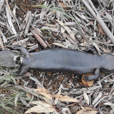 Tiliqua rugosa (Shingleback Lizard) at Majura, ACT - 1 Oct 2016 by waltraud