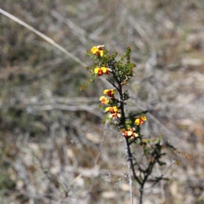 Dillwynia sp. at Point 79 - 2 Oct 2016 by ibaird