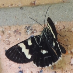 Phalaenoides glycinae at Conder, ACT - 18 Feb 2015