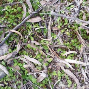 Chiloglottis trapeziformis at Jerrabomberra, NSW - 24 Sep 2016