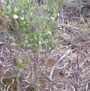 Chiloglottis trapeziformis at Jerrabomberra, NSW - 24 Sep 2016