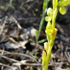 Hymenochilus muticus (Midget Greenhood) at Karabar, NSW - 2 Oct 2016 by roachie