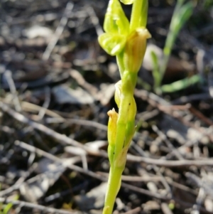 Hymenochilus muticus at Karabar, NSW - 2 Oct 2016