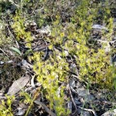 Drosera sp. (A Sundew) at Mount Jerrabomberra QP - 2 Oct 2016 by roachie