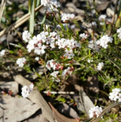 Leucopogon sp. (A Beard-heath) at Jerrabomberra, NSW - 2 Oct 2016 by roachie