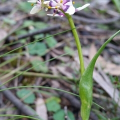 Wurmbea dioica subsp. dioica (Early Nancy) at Mount Jerrabomberra QP - 2 Oct 2016 by roachie