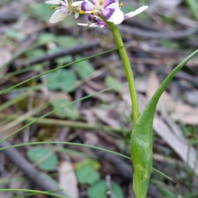 Wurmbea dioica subsp. dioica (Early Nancy) at Jerrabomberra, NSW - 2 Oct 2016 by roachie
