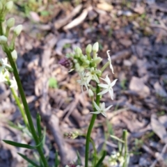 Stackhousia monogyna (Creamy Candles) at Jerrabomberra, NSW - 2 Oct 2016 by roachie