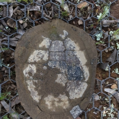 Chelodina longicollis (Eastern Long-necked Turtle) at Gungahlin, ACT - 5 Oct 2016 by CedricBear