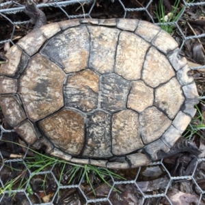 Chelodina longicollis at Gungahlin, ACT - 5 Oct 2016