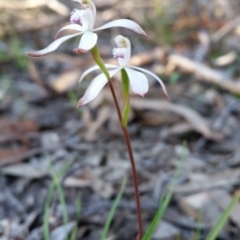 Caladenia ustulata (Brown Caps) at Jerrabomberra, NSW - 2 Oct 2016 by roachie