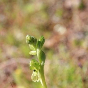 Hymenochilus bicolor at Majura, ACT - 5 Oct 2016