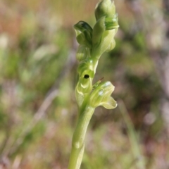 Hymenochilus bicolor at Majura, ACT - 5 Oct 2016