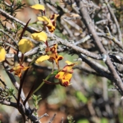 Diuris pardina (Leopard Doubletail) at Majura, ACT - 4 Oct 2016 by petersan