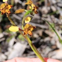Diuris pardina (Leopard Doubletail) at Majura, ACT - 5 Oct 2016 by petersan