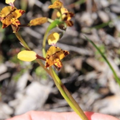 Diuris pardina (Leopard Doubletail) at Majura, ACT - 5 Oct 2016 by petersan
