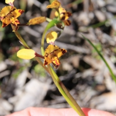 Diuris pardina (Leopard Doubletail) at Majura, ACT - 4 Oct 2016 by petersan