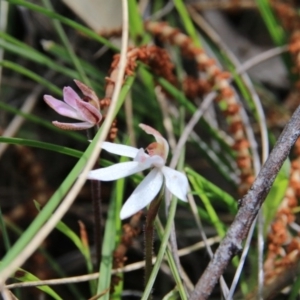 Caladenia fuscata at Majura, ACT - suppressed