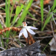 Caladenia fuscata at Majura, ACT - suppressed