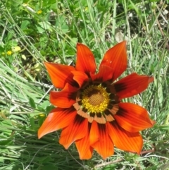 Gazania sp. (A Gazania) at Queanbeyan West, NSW - 5 Oct 2016 by Speedsta