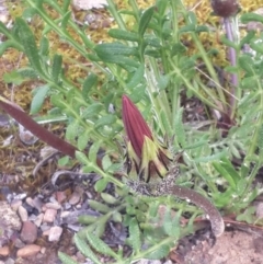 Gazania rigens at Queanbeyan West, NSW - 5 Oct 2016 12:51 PM