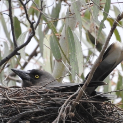 Strepera versicolor (Grey Currawong) at Majura, ACT - 1 Oct 2016 by waltraud