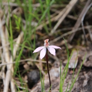 Caladenia fuscata at Majura, ACT - suppressed