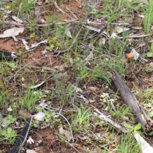 Caladenia fuscata at Majura, ACT - suppressed