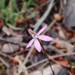 Caladenia fuscata at Majura, ACT - suppressed