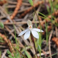 Caladenia fuscata at Majura, ACT - suppressed