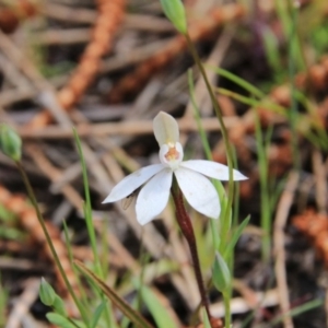 Caladenia fuscata at Majura, ACT - suppressed