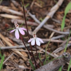 Caladenia fuscata at Majura, ACT - suppressed