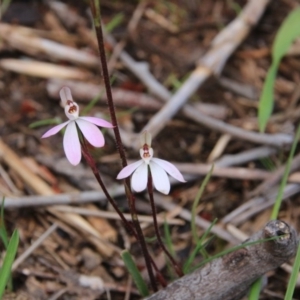 Caladenia fuscata at Majura, ACT - suppressed